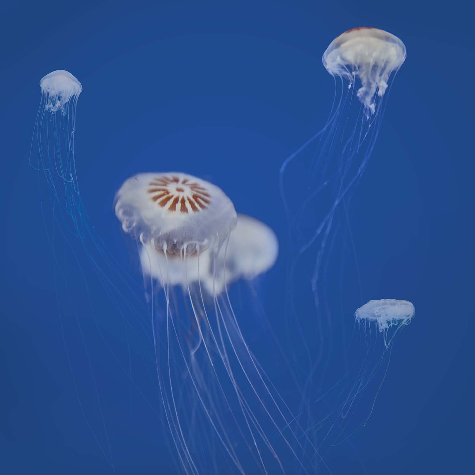 Jellyfishes / Medusas