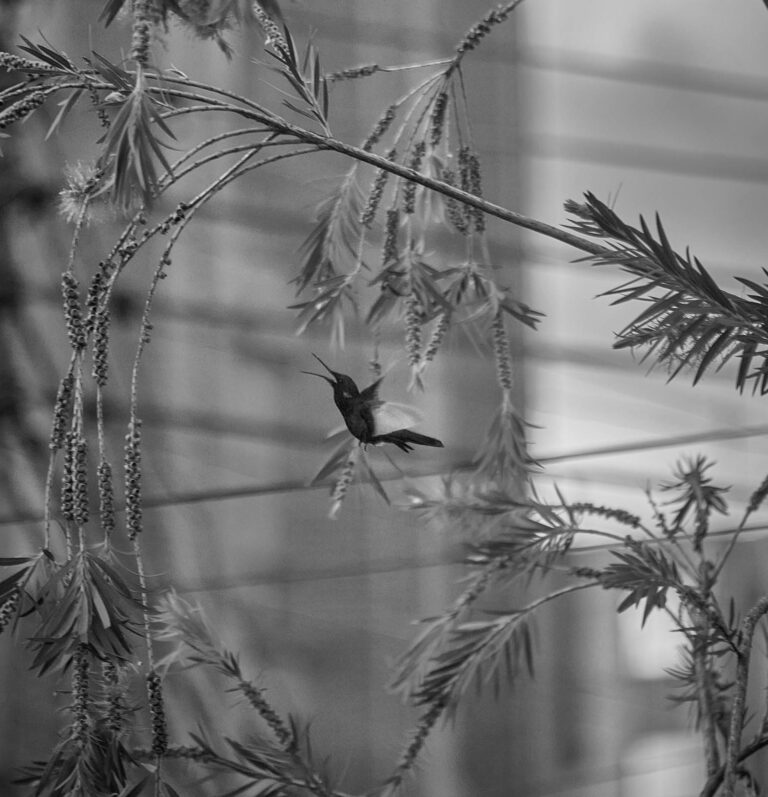 Essay Quarantine / Ensayo Cuarentena