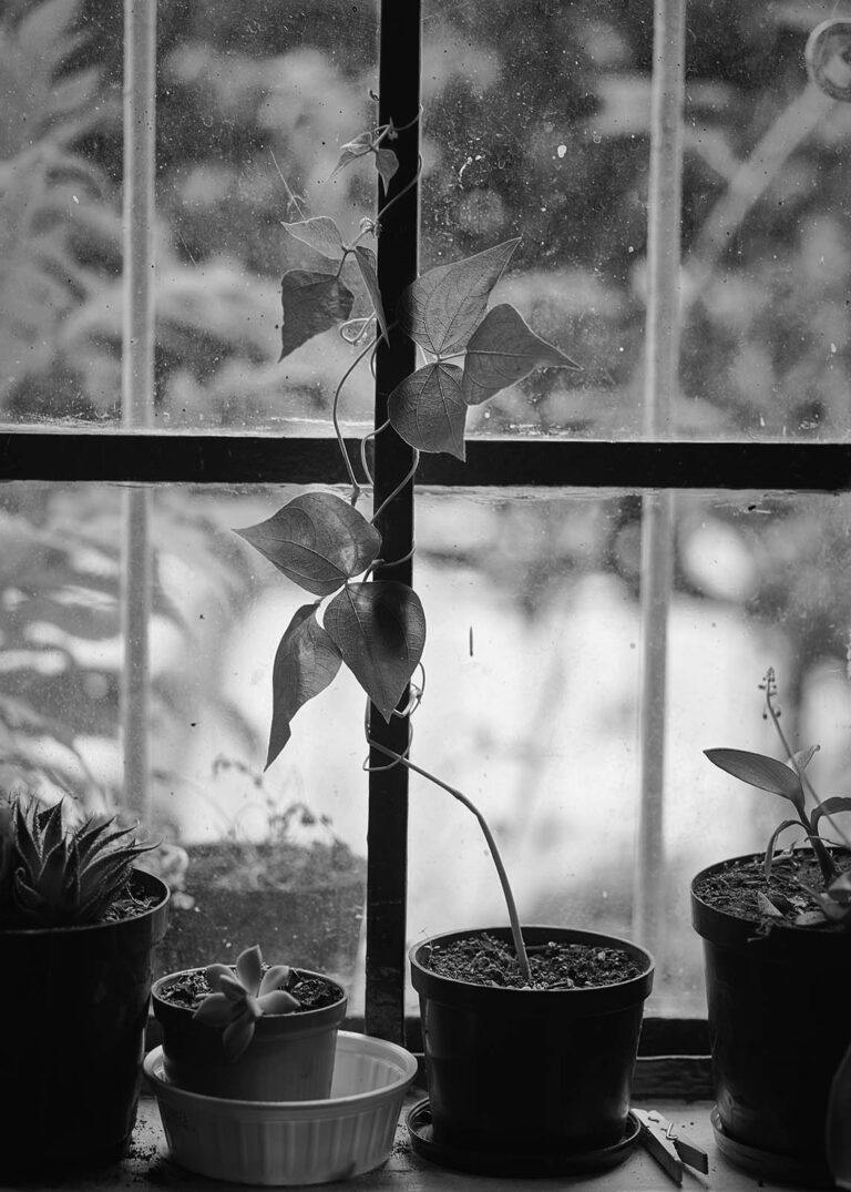 Essay Quarantine / Ensayo Cuarentena