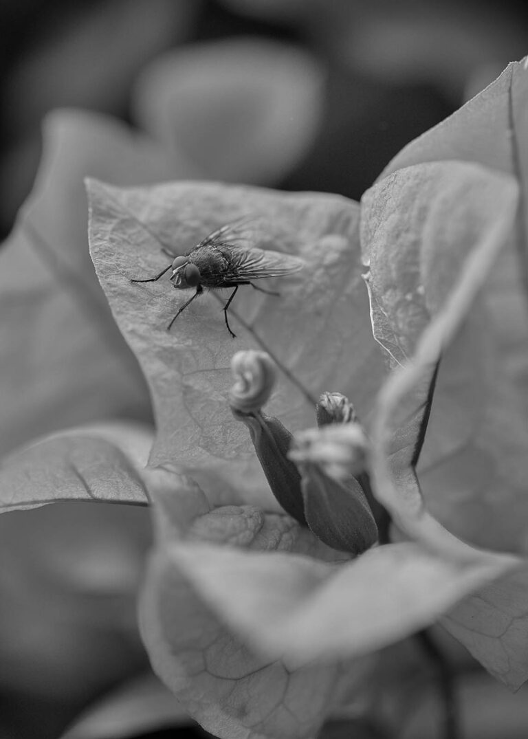 Essay Quarantine / Ensayo Cuarentena